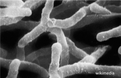 Microbial population dynamics